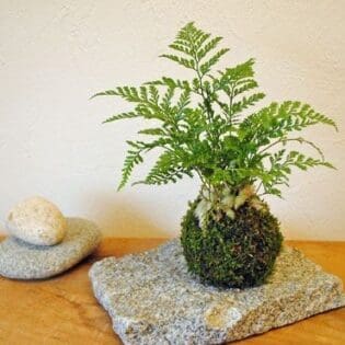 日式苔玉植物球工作坊 - Image 8