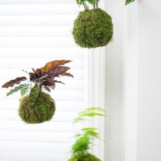 日式苔玉植物球工作坊 - Image 5