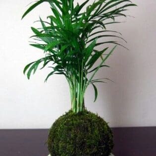 日式苔玉植物球工作坊 - Image 4