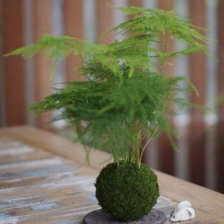 日式苔玉植物球工作坊 - Image 7