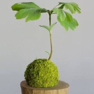 日式苔玉植物球工作坊