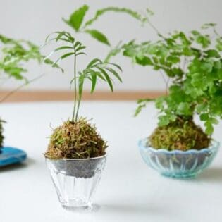 日式苔玉植物球工作坊 - Image 6