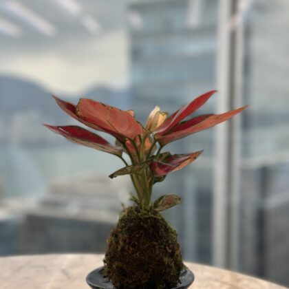 日式苔玉植物球工作坊