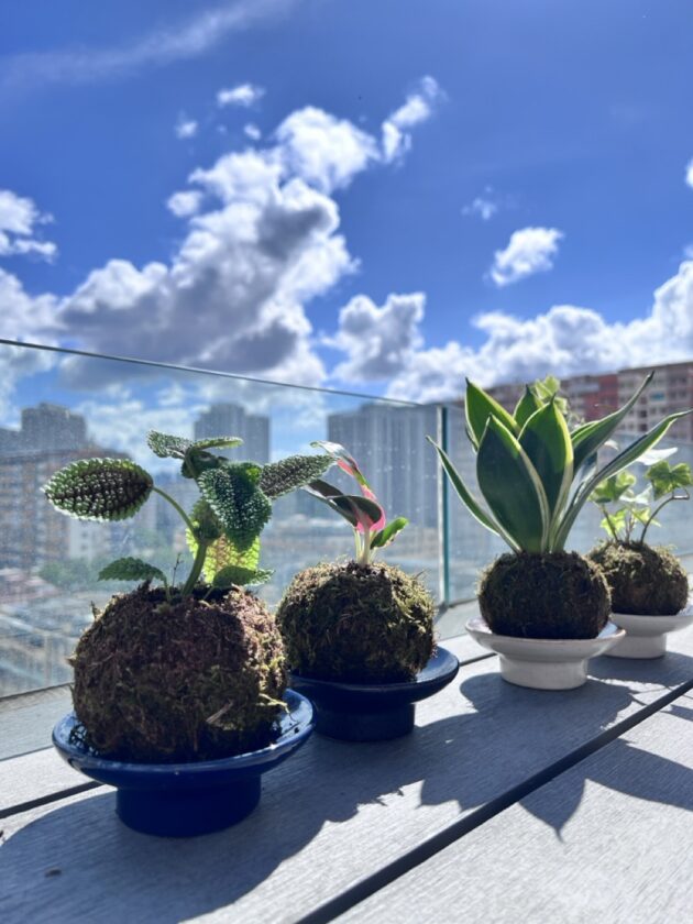日式苔玉植物球工作坊 - Image 6