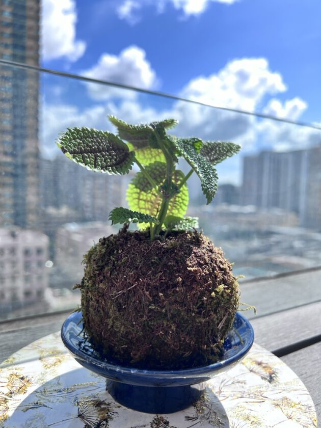 日式苔玉植物球工作坊 - Image 5