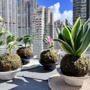 日式苔玉植物球工作坊 - Image 2