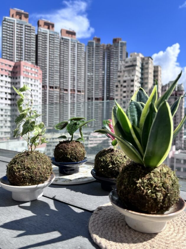 日式苔玉植物球工作坊 - Image 7