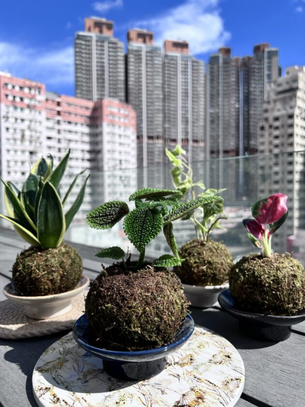 日式苔玉植物球工作坊 - Image 8