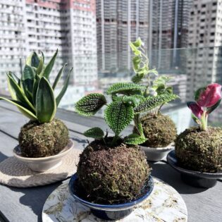日式苔玉植物球工作坊 - Image 3