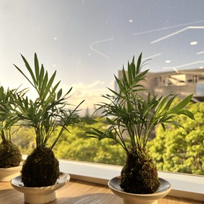 日式苔玉植物球工作坊
