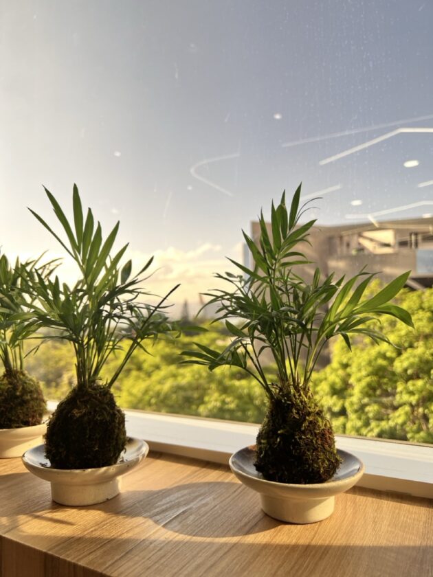 日式苔玉植物球工作坊 - Image 2
