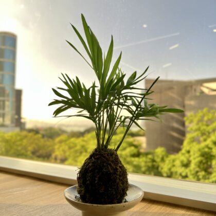 日式苔玉植物球工作坊