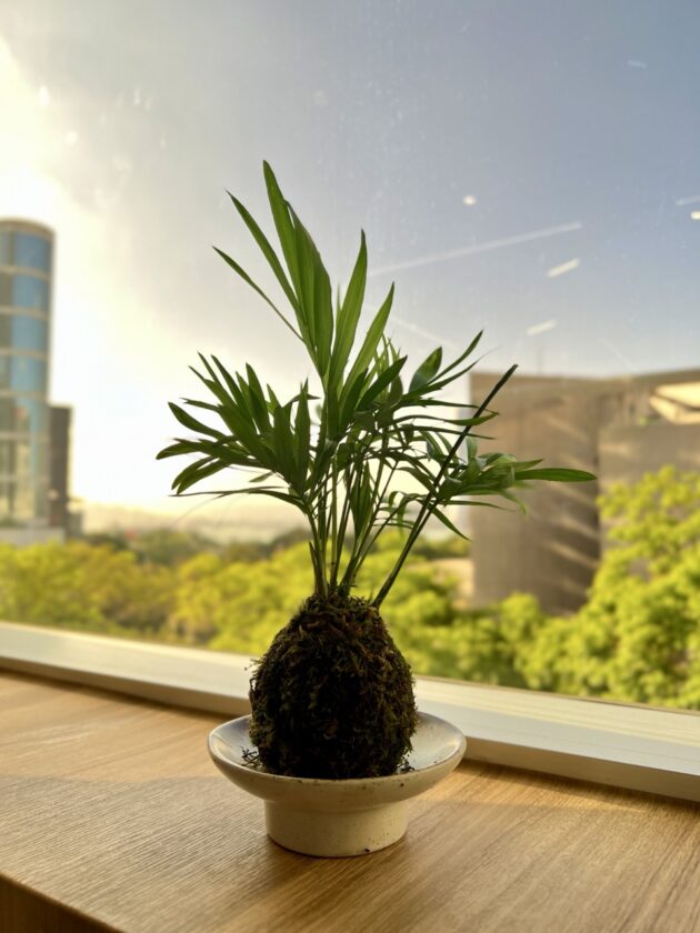 日式苔玉植物球工作坊