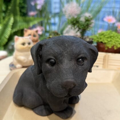 Q彈狗狗工作坊
